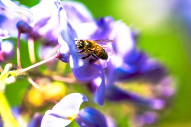 Detaylı bir makro fotoğraf canlı bir Wisteria Sinensis (Çin salkımı) çiçeğinden nektar alan bir arı yakalamak, karmaşık doğal güzellikler sergiliyor.