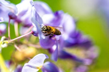 Detaylı bir makro fotoğraf canlı bir Wisteria Sinensis (Çin salkımı) çiçeğinden nektar alan bir arı yakalamak, karmaşık doğal güzellikler sergiliyor.