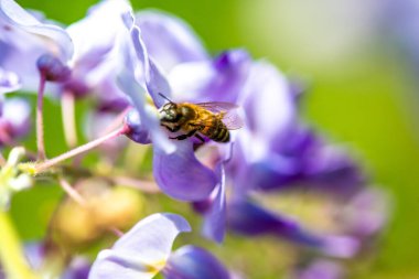 Detaylı bir makro fotoğraf canlı bir Wisteria Sinensis (Çin salkımı) çiçeğinden nektar alan bir arı yakalamak, karmaşık doğal güzellikler sergiliyor.