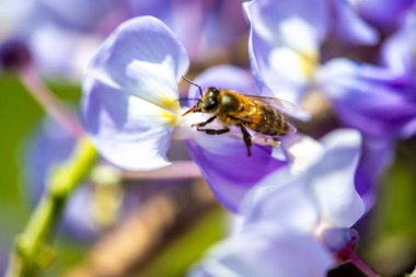 Detaylı bir makro fotoğraf canlı bir Wisteria Sinensis (Çin salkımı) çiçeğinden nektar alan bir arı yakalamak, karmaşık doğal güzellikler sergiliyor.