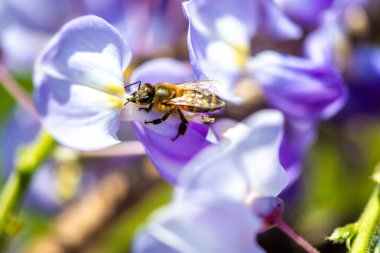 Detaylı bir makro fotoğraf canlı bir Wisteria Sinensis (Çin salkımı) çiçeğinden nektar alan bir arı yakalamak, karmaşık doğal güzellikler sergiliyor.