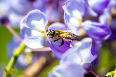 Detaylı bir makro fotoğraf canlı bir Wisteria Sinensis (Çin salkımı) çiçeğinden nektar alan bir arı yakalamak, karmaşık doğal güzellikler sergiliyor.