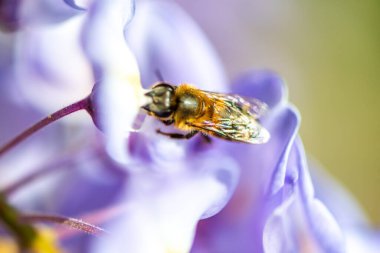 Detaylı bir makro fotoğraf canlı bir Wisteria Sinensis (Çin salkımı) çiçeğinden nektar alan bir arı yakalamak, karmaşık doğal güzellikler sergiliyor.