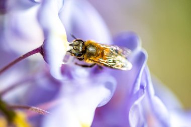 Detaylı bir makro fotoğraf canlı bir Wisteria Sinensis (Çin salkımı) çiçeğinden nektar alan bir arı yakalamak, karmaşık doğal güzellikler sergiliyor.