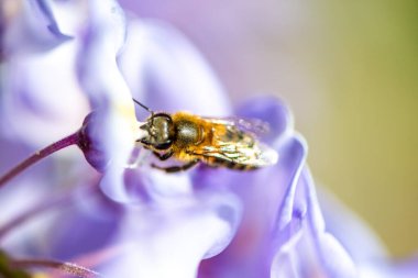 Detaylı bir makro fotoğraf canlı bir Wisteria Sinensis (Çin salkımı) çiçeğinden nektar alan bir arı yakalamak, karmaşık doğal güzellikler sergiliyor.