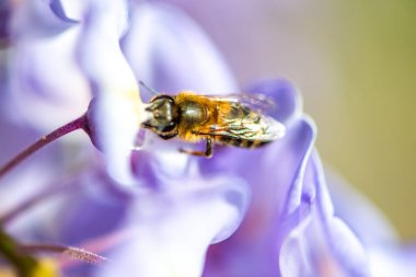 Detaylı bir makro fotoğraf canlı bir Wisteria Sinensis (Çin salkımı) çiçeğinden nektar alan bir arı yakalamak, karmaşık doğal güzellikler sergiliyor.