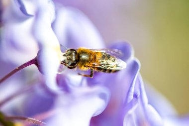 Detaylı bir makro fotoğraf canlı bir Wisteria Sinensis (Çin salkımı) çiçeğinden nektar alan bir arı yakalamak, karmaşık doğal güzellikler sergiliyor.