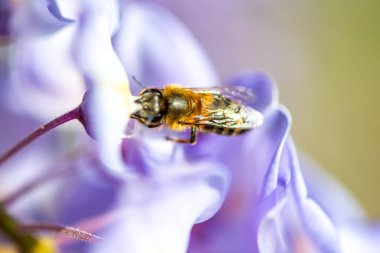 Detaylı bir makro fotoğraf canlı bir Wisteria Sinensis (Çin salkımı) çiçeğinden nektar alan bir arı yakalamak, karmaşık doğal güzellikler sergiliyor.