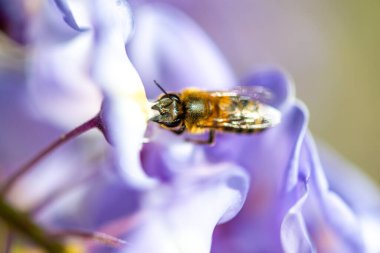 Detaylı bir makro fotoğraf canlı bir Wisteria Sinensis (Çin salkımı) çiçeğinden nektar alan bir arı yakalamak, karmaşık doğal güzellikler sergiliyor.