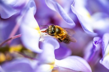 Detaylı bir makro fotoğraf canlı bir Wisteria Sinensis (Çin salkımı) çiçeğinden nektar alan bir arı yakalamak, karmaşık doğal güzellikler sergiliyor.