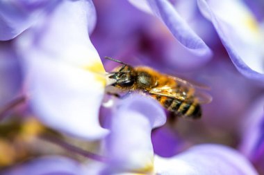 Detaylı bir makro fotoğraf canlı bir Wisteria Sinensis (Çin salkımı) çiçeğinden nektar alan bir arı yakalamak, karmaşık doğal güzellikler sergiliyor.