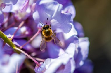 Detaylı bir makro fotoğraf canlı bir Wisteria Sinensis (Çin salkımı) çiçeğinden nektar alan bir arı yakalamak, karmaşık doğal güzellikler sergiliyor.