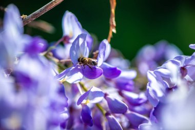 Detaylı bir makro fotoğraf canlı bir Wisteria Sinensis (Çin salkımı) çiçeğinden nektar alan bir arı yakalamak, karmaşık doğal güzellikler sergiliyor.