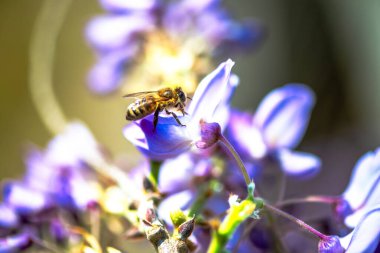 Detaylı bir makro fotoğraf canlı bir Wisteria Sinensis (Çin salkımı) çiçeğinden nektar alan bir arı yakalamak, karmaşık doğal güzellikler sergiliyor.