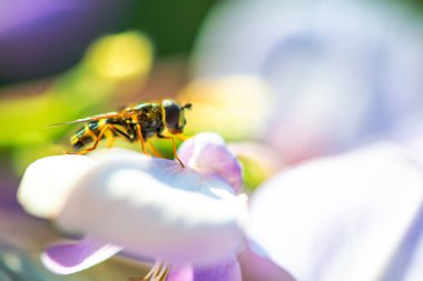 Çok yakın çekim bir makro fotoğraf canlı bir Wisteria Sinensis yaprağına tünemiş bir uçan sineği yakalamak güneşli bir havada, karmaşık ayrıntılar sergiliyor..