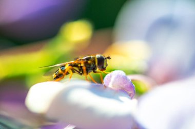 Çok yakın çekim bir makro fotoğraf canlı bir Wisteria Sinensis yaprağına tünemiş bir uçan sineği yakalamak güneşli bir havada, karmaşık ayrıntılar sergiliyor..