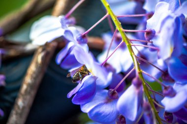 Canlı Wisteria Sinensis çiçeklerinin içinde bir arı yakalayan bir makro fotoğraf doğanın tozlaşma sürecini yakından gösteriyor..