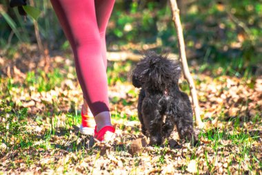 Küçük bir Maltipoo sahibine neşeyle eşlik eder, ormanın huzurlu güzelliği arasında bir bağ kurar..