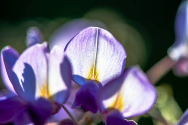 Wisteria Sinensis 'in canlı ve karmaşık taç yapraklarını gösteren detaylı bir makro fotoğraf doğanın narin güzelliğini gözler önüne seriyor..