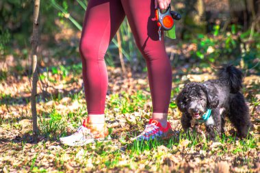 A little Maltipoo joyfully accompanies its owner, fostering a bond amidst the tranquil beauty of the forest. clipart