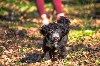 A lively scene as a little Maltipoo dashes through the forest, captured in motion by the camera amidst nature's beauty. clipart