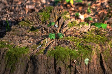Büyük bir ağaç gövdesi, doğanın ihtişamı ve kaynak kullanımı üzerindeki insan etkisinin hatırlatıcısı olarak ormanda yatıyordu..