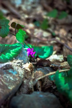 Mor çiçekler, orman zemininde kurumuş yaprakların ve kayaların arasında çiçek açarak güzel bir orman manzarası yaratır..