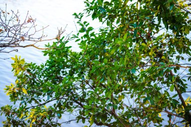 Yeşil çalılar sakin bir göl manzarası çerçeveler, huzurlu ve resimli bir doğal manzara sunar.