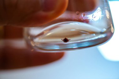 Büyüleyici bir makro fotoğraf, tiki inceleyen bir bilim adamını alkol dolu bir deney şişesinin içinde, titiz bir laboratuvar araştırması sergiliyor.