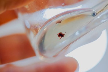 Büyüleyici bir makro fotoğraf, tiki inceleyen bir bilim adamını alkol dolu bir deney şişesinin içinde, titiz bir laboratuvar araştırması sergiliyor.