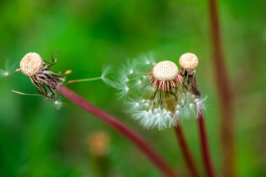 A captivating macro view of wish flowers, revealing the delicate details of dandelion seeds ready to take flight. clipart