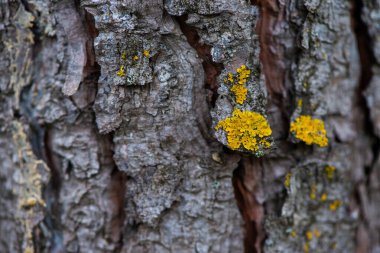 Ağaç gövdesindeki lichenlerin yakın plan keşfi mantarlar ve algler arasındaki karmaşık simbiyotik ilişkiyi gözler önüne seriyor..