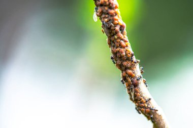 Daldaki küçük böcek sürüsünün büyüleyici makro görüntüsü hareketli bir böcek topluluğunun karmaşıklığını gözler önüne seriyor..