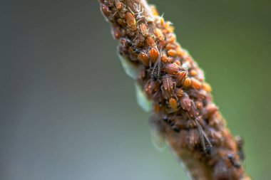 Daldaki küçük böcek sürüsünün büyüleyici makro görüntüsü hareketli bir böcek topluluğunun karmaşıklığını gözler önüne seriyor..