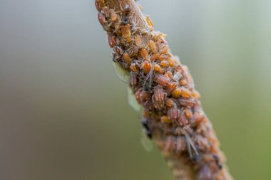 Daldaki küçük böcek sürüsünün büyüleyici makro görüntüsü hareketli bir böcek topluluğunun karmaşıklığını gözler önüne seriyor..