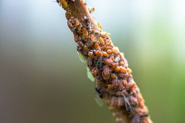 A captivating macro view of a swarm of little insects on a branch, showcasing the intricate complexity of a bustling insect community.