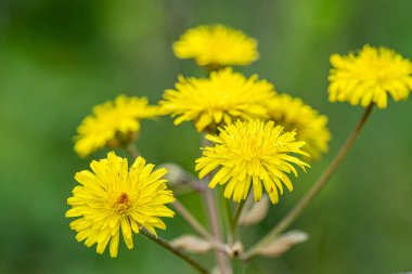 Şaşırtıcı bir makro fotoğraf. Karahindiba olarak bilinen bir grup Taraxacum memurunun karmaşık detaylarını yakalıyor..