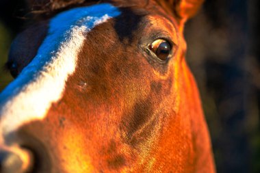 Soulful horse eyes gaze directly at the camera, revealing the deep connection between horse and human. clipart