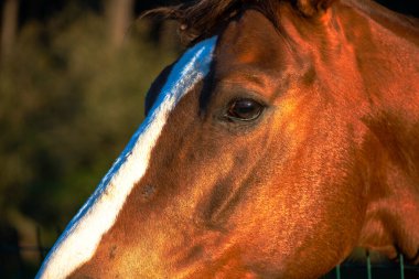 Soulful horse eyes gaze directly at the camera, revealing the deep connection between horse and human.