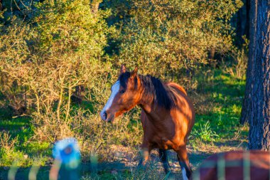 Güzel kahverengi bir at görkemli bir şekilde çitin arkasında duruyor, kırsal hayatın cazibesini somutlaştırıyor.