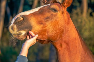 Bir kadının eli kahverengi bir atla sevgiyle etkileşime girer, insan ve at arasındaki bağı ve sevgiyi gösterir..