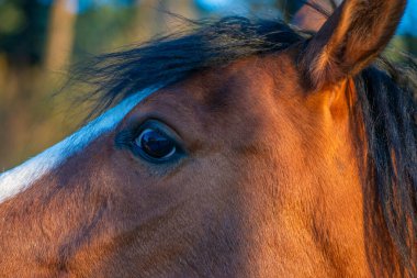 An intimate close-up photo capturing the soulful gaze of a brown horse's eye, revealing its depth and beauty.