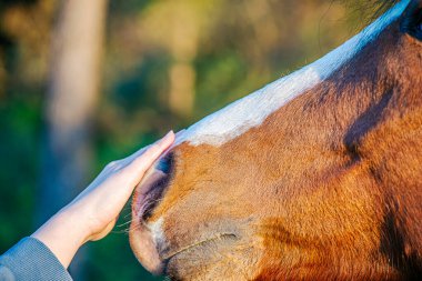 Bir kadının elinin, güzel kahverengi bir atın burnuna nazikçe dokunduğu, güven ve şefkat bağını gösteren huzurlu bir an..