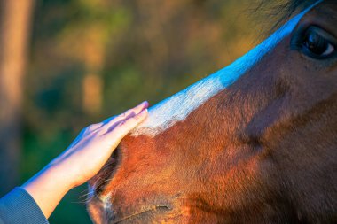 Bir kadının elinin, güzel kahverengi bir atın burnuna nazikçe dokunduğu, güven ve şefkat bağını gösteren huzurlu bir an..