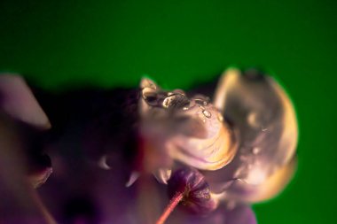 Düşük ışıkta bir çiçeğin narin güzelliğini yakalayan çarpıcı makro bir fotoğraf. Karmaşık detaylarını ve zarif taç yapraklarını vurguluyor..