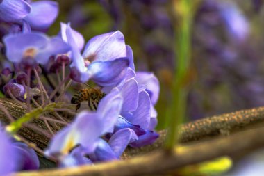 Wisteria Sinensis yaprağının üzerindeki bir arının yakın plan fotoğrafı çiçeğin karmaşık detaylarını ve polen taşıyıcının narin çalışmasını yakalıyor..