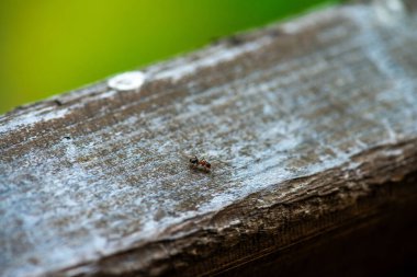 Ahşap bir çitin üzerinde yürüyen yalnız bir karıncanın detaylı hareketlerini ve ahşabın dokusunu yakalayan yakın çekim makro fotoğrafı..