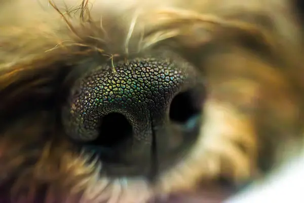 Enfes bir yakın plan çekimde bir köpek yavrusunun tatlı burnu, masumiyetini ve çekiciliğini enine boyuna yansıtıyor..