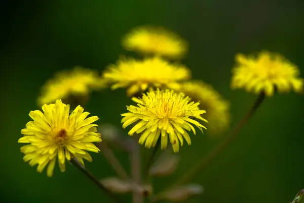 Şaşırtıcı bir makro fotoğraf. Karahindiba olarak bilinen bir grup Taraxacum memurunun karmaşık detaylarını yakalıyor..