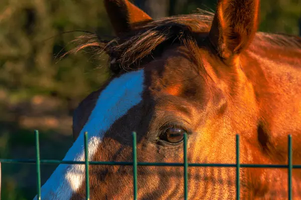 The captivating gaze of beautiful horse eyes peering curiously from behind the fence, capturing a moment of connection.